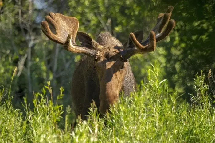 Framed Print : Bull Moose with Velvet Antlers Framed Print : Bull Moose with Velvet Antlers