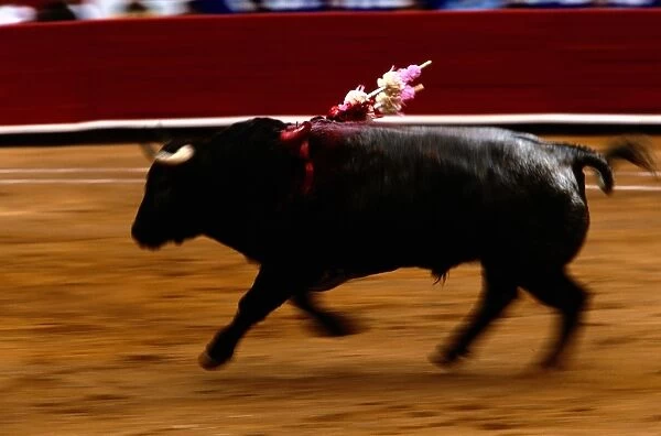 Bull running in bullfight, Mexico City, Mexico