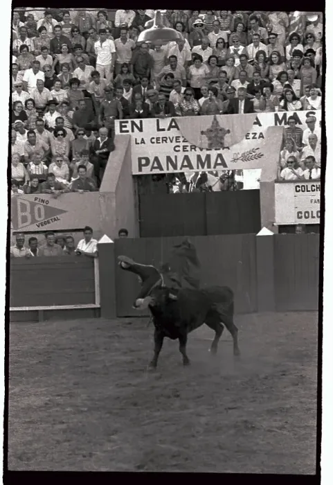 Framed Print : Bull Tossing Fighter into the Air Framed Print : Bull Tossing Fighter into the Air