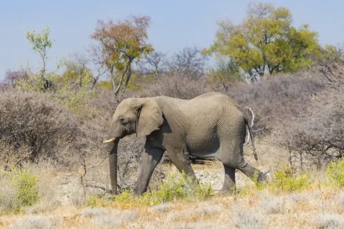 Framed Print : Bull wanders through the bush, African Elephant -Loxodonta africana-, Etosha National Park, Namibia Framed Print : Bull wanders through the bush, African Elephant -Loxodonta africana-, Etosha National Park, Namibia
