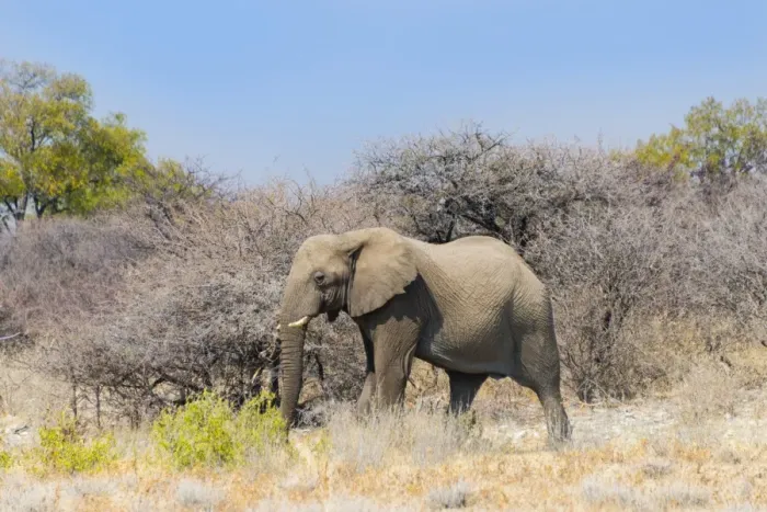 Framed Print : Bull wanders through the bush, African Elephant -Loxodonta africana-, Etosha National Park, Namibia Framed Print : Bull wanders through the bush, African Elephant -Loxodonta africana-, Etosha National Park, Namibia