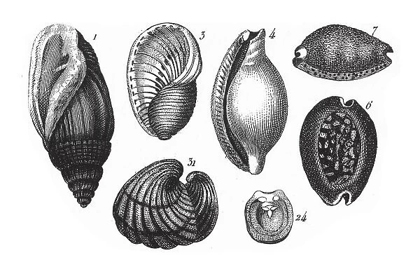 Bulla Physis, Representatives of the Phyla Mollusca, Echindermata, Ctenophora