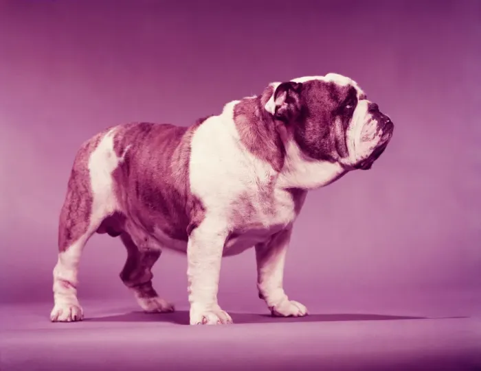 Framed Print : Bulldog. UNITED STATES - CIRCA 1950s: Brown and white bulldog