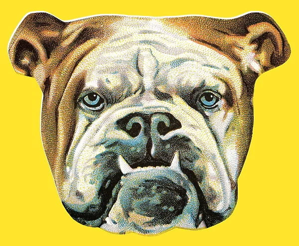 Bulldog. http: /  / csaimages.com / images / istockprofile / csa_vector_dsp.jpg