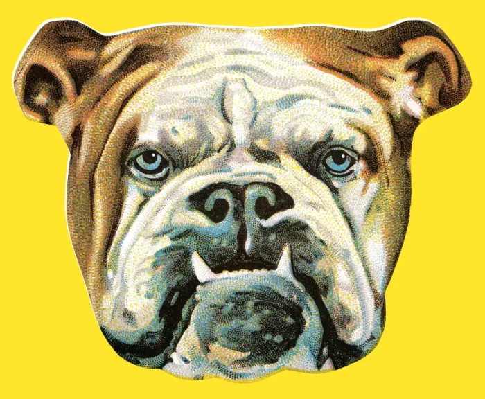 Framed Print : Bulldog. http: / / csaimages.com / images / istockprofile / csa_vector_dsp.jpg Framed Print : Bulldog. http: / / csaimages.com / images / istockprofile / csa_vector_dsp.jpg