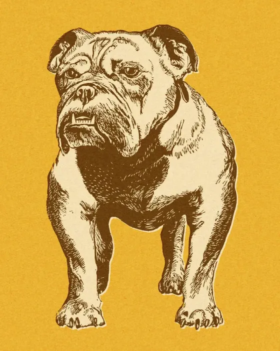Framed Print : Bulldog. http: / / csaimages.com / images / istockprofile / csa_vector_dsp.jpg Framed Print : Bulldog. http: / / csaimages.com / images / istockprofile / csa_vector_dsp.jpg