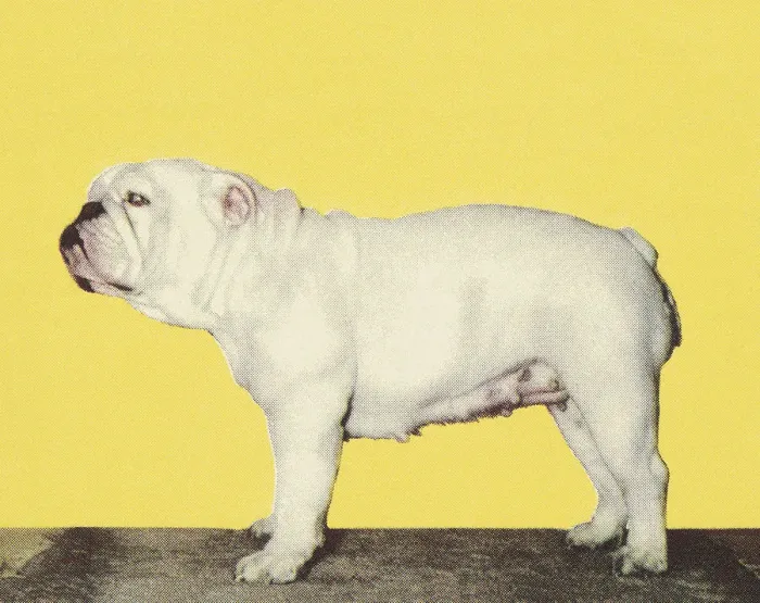 Framed Print : Bulldog. http: / / csaimages.com / images / istockprofile / csa_vector_dsp.jpg Framed Print : Bulldog. http: / / csaimages.com / images / istockprofile / csa_vector_dsp.jpg