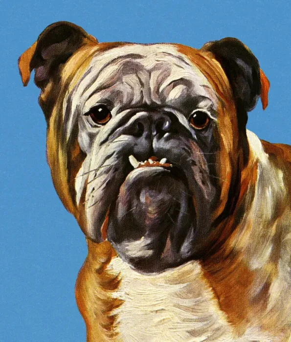 Framed Print : Bulldog Framed Print : Bulldog