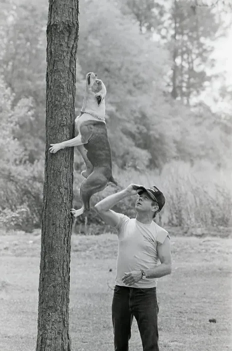 Framed Print : Bulldog Climbing a Tree Framed Print : Bulldog Climbing a Tree