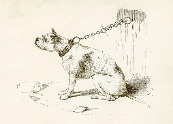 Bulldog engraving 1851