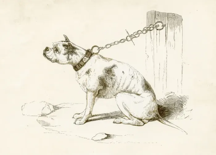 Framed Print : Bulldog engraving 1851 Framed Print : Bulldog engraving 1851