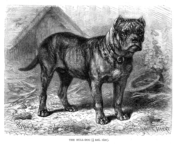 Framed Print : Bulldog engraving 1894 Framed Print : Bulldog engraving 1894