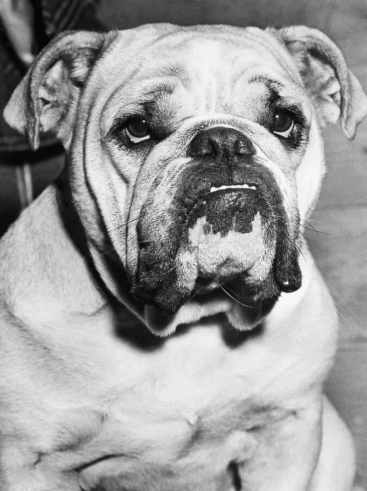 Framed Print : Bulldog Head And Shoulders Framed Print : Bulldog Head And Shoulders