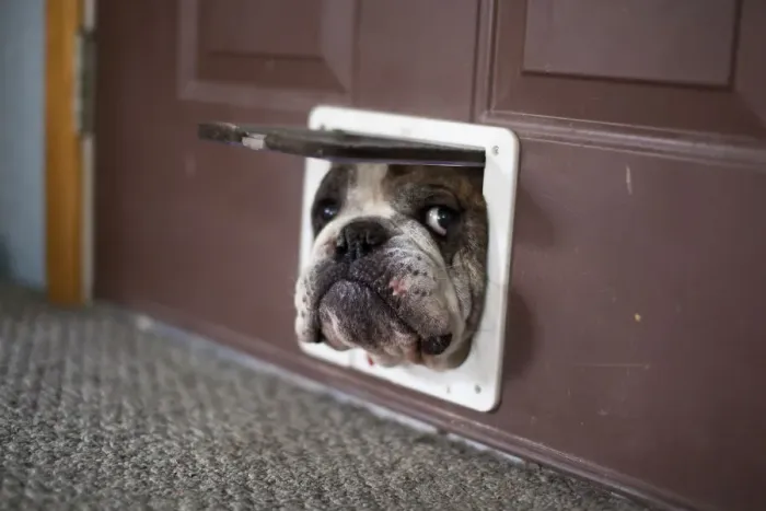 Framed Print : Bulldog trying to get through a cat door Framed Print : Bulldog trying to get through a cat door