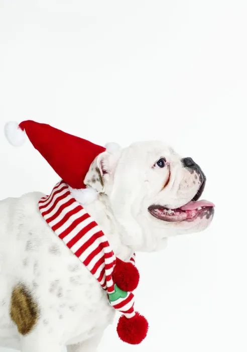 Framed Print : bulldog wearing santa hat Framed Print : bulldog wearing santa hat