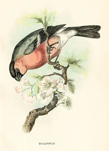 Bullfinch engraving 1896