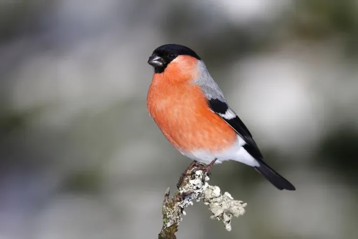 Framed Print : Bullfinch -Pyrrhula-, male sitting on a lichen-covered branch Framed Print : Bullfinch -Pyrrhula-, male sitting on a lichen-covered branch