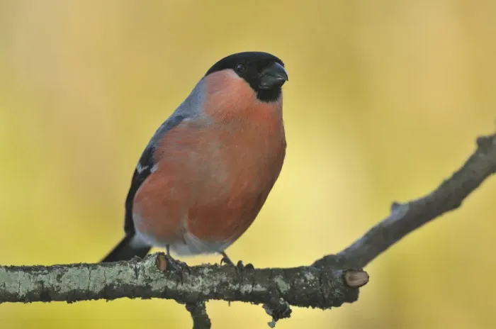 Framed Print : Bullfinch -Pyrrhula pyrrhula-, male, perched on a branch, Sauerland, North Rhine-Westphalia, Germany Framed Print : Bullfinch -Pyrrhula pyrrhula-, male, perched on a branch, Sauerland, North Rhine-Westphalia, Germany