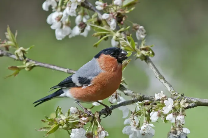 Framed Print : Bullfinch -Pyrrhula pyrrhula-, male on a blossoming cherry tree, Untergroeningen, Baden-Wuerttemberg, Germany, Europe Framed Print : Bullfinch -Pyrrhula pyrrhula-, male on a blossoming cherry tree, Untergroeningen, Baden-Wuerttemberg, Germany, Europe