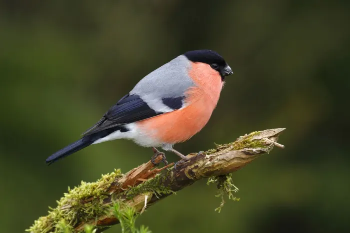 Framed Print : Bullfinch -Pyrrhula pyrrhula-, male perchd on a branch, Germany, Europe