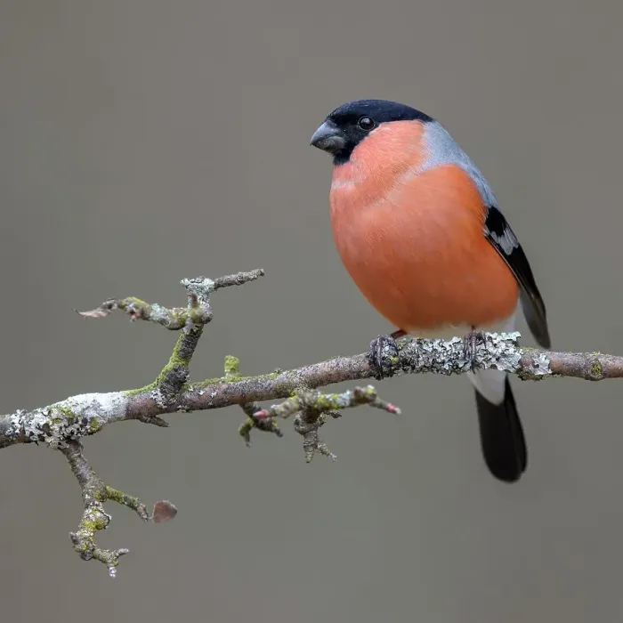 Framed Print : Bullfinch (Pyrrhula pyrrhula), male sitting on branch, Biosphere Reserve Swabian Alb, Baden-Wuerttemberg, Germany Framed Print : Bullfinch (Pyrrhula pyrrhula), male sitting on branch, Biosphere Reserve Swabian Alb, Baden-Wuerttemberg, Germany