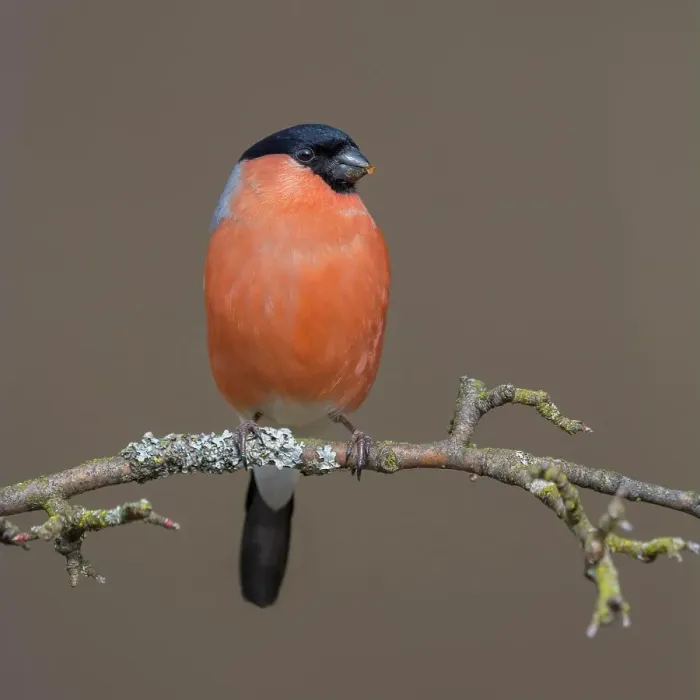 Framed Print : Bullfinch (Pyrrhula pyrrhula), male sitting on branch, Biosphere Reserve Swabian Alb, Baden-Wuerttemberg, Germany Framed Print : Bullfinch (Pyrrhula pyrrhula), male sitting on branch, Biosphere Reserve Swabian Alb, Baden-Wuerttemberg, Germany