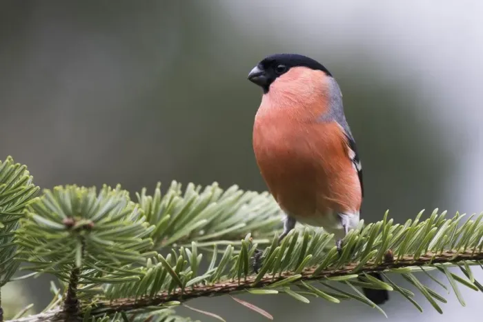 Framed Print : Bullfinch (Pyrrhula pyrrhula), sits on twig of a spruce, Emsland, Lower Saxony, Germany Framed Print : Bullfinch (Pyrrhula pyrrhula), sits on twig of a spruce, Emsland, Lower Saxony, Germany