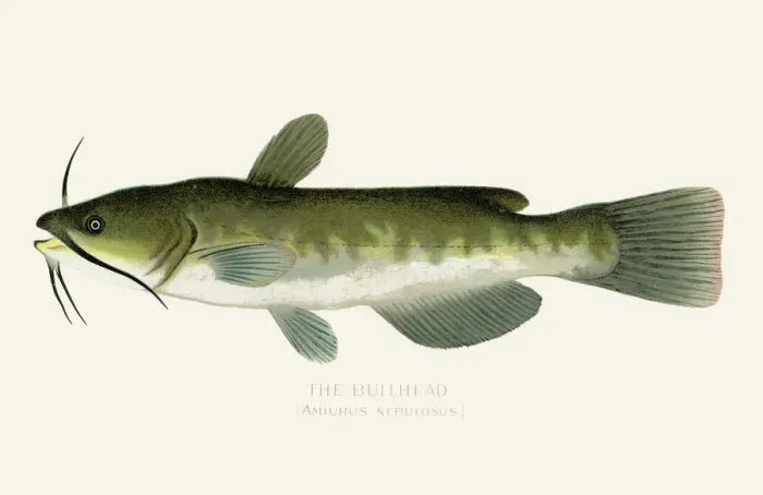 Framed Print : The bullhead fish illustration 1899 Framed Print : The bullhead fish illustration 1899