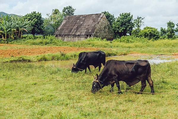 Two bulls feeding on a pasture in ViAnales valley, in Cuba