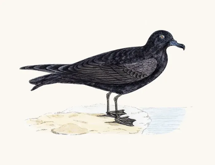 Framed Print : Bulwers Petrel Framed Print : Bulwers Petrel