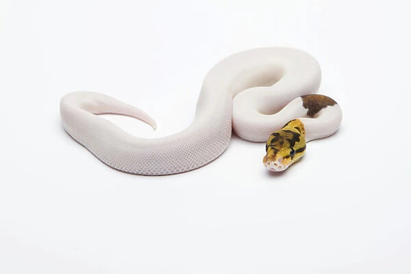 Bumble Bee Piebald Ball Python or Royal Python -Python regius-, male
