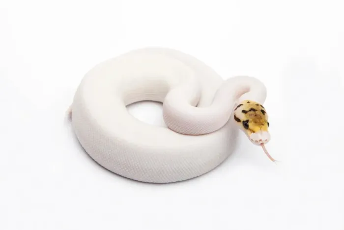 Framed Print : Bumble Bee Piebald Ball Python or Royal Python -Python regius-, female Framed Print : Bumble Bee Piebald Ball Python or Royal Python -Python regius-, female
