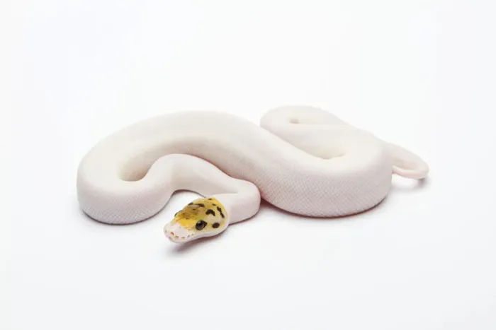 Framed Print : Bumble Bee Piebald Ball Python or Royal Python -Python regius-, female Framed Print : Bumble Bee Piebald Ball Python or Royal Python -Python regius-, female