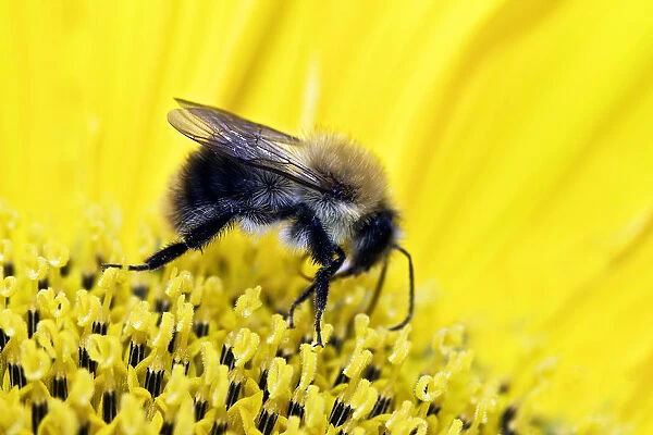 Bumblebee -Bombus sp. - collecting nectar and pollen on a sunflower, Berlin, Berlin, Germany