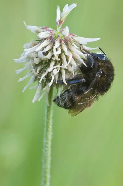 Bumblebee (Bombus) on white clover