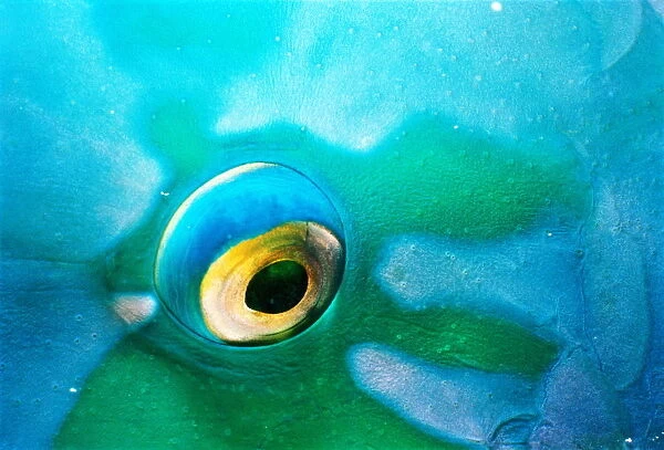 Bumphead parrotfish (Scarus gibbus), detail of eye, Red Sea
