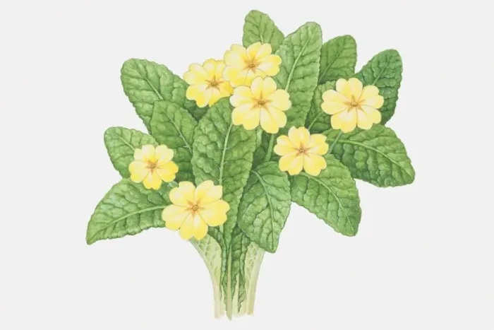 Framed Print : Bumpy leaves and yellow flowers of Primula vulgaris, Primrose Framed Print : Bumpy leaves and yellow flowers of Primula vulgaris, Primrose