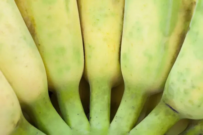 Framed Print : Bunch of bananas Framed Print : Bunch of bananas