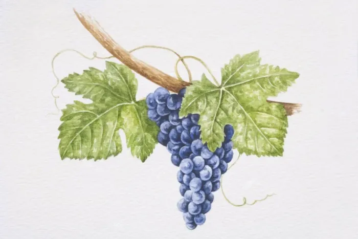 Framed Print : Bunch of dark purple Touriga Nacional grapes on vine