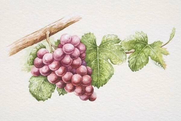 Bunch of purple Gewurztraminer grapes on vine