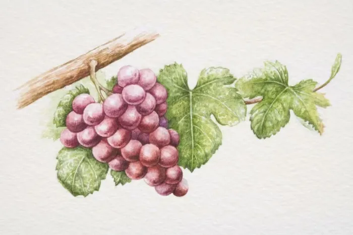 Framed Print : Bunch of purple Gewurztraminer grapes on vine