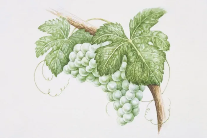 Framed Print : Bunch of Sauvignon Blanc grapes on vine Framed Print : Bunch of Sauvignon Blanc grapes on vine