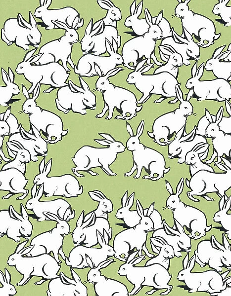 Bunny Pattern