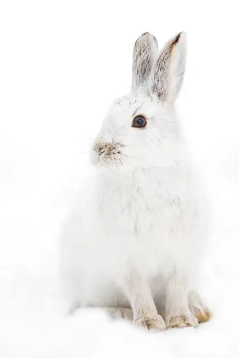 Framed Print : Bunny Pose - Snowshoe hare Framed Print : Bunny Pose - Snowshoe hare