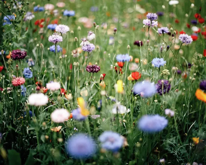 Framed Print : Bunte Blumenwiese Framed Print : Bunte Blumenwiese