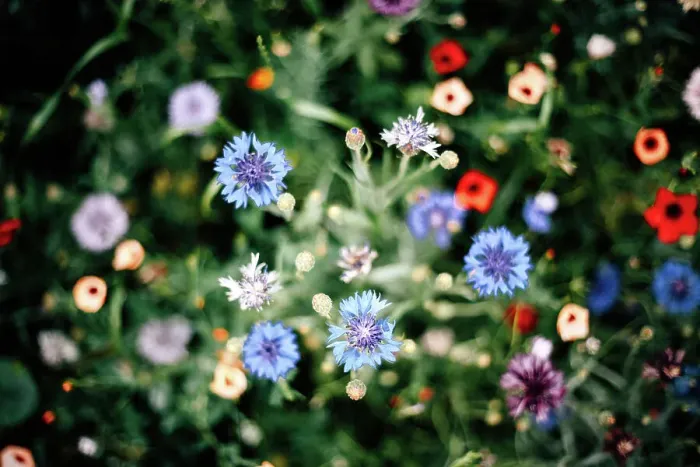 Framed Print : Bunte Blumenwiese