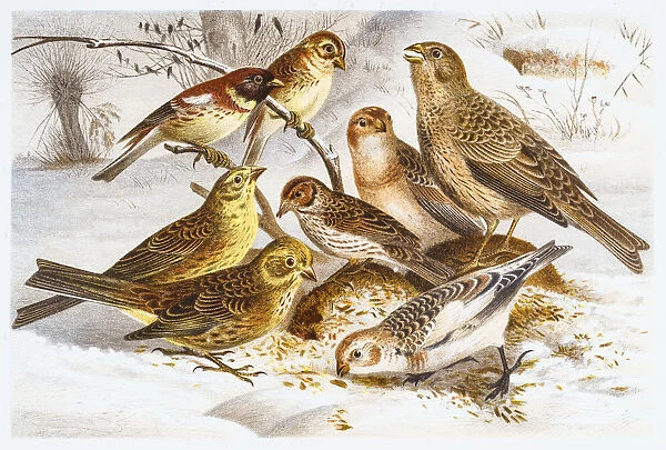 Bunting birds illustration 1882