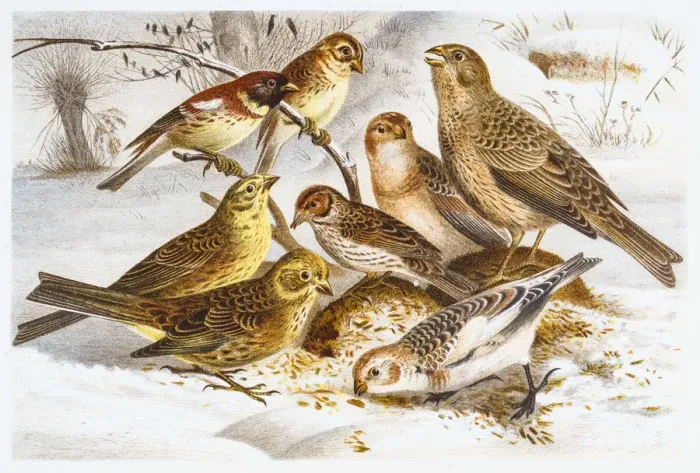 Framed Print : Bunting birds illustration 1882 Framed Print : Bunting birds illustration 1882