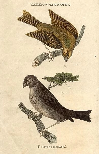Buntings. circa 1800: A Yellow Bunting, top, and Common Bunting, bottom
