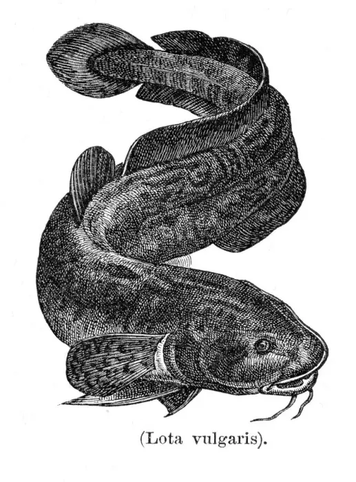 Framed Print : Burbot engraving 1897 Framed Print : Burbot engraving 1897